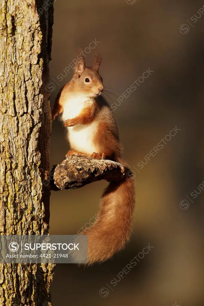 Eurasian Red Squirrel (Sciurus vulgaris) adult, sitting on bracket fungus attached to tree trunk, Highlands, Scotland, february