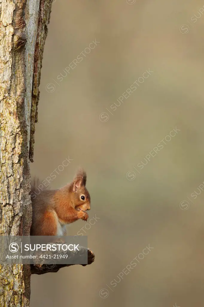 Eurasian Red Squirrel (Sciurus vulgaris) adult, feeding, sitting on bracket fungus attached to tree trunk, Highlands, Scotland, january