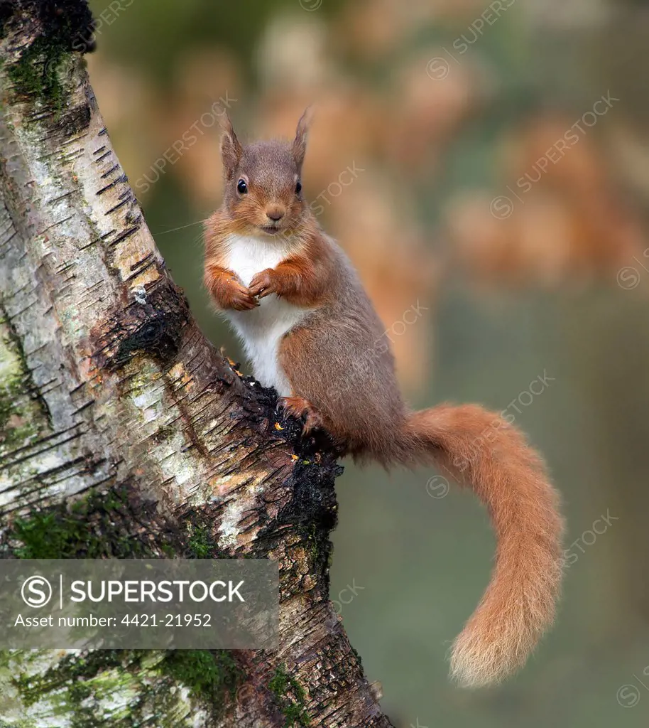 Eurasian Red Squirrel (Sciurus vulgaris) adult, sitting on tree trunk, Dumfries and Galloway, Scotland, april