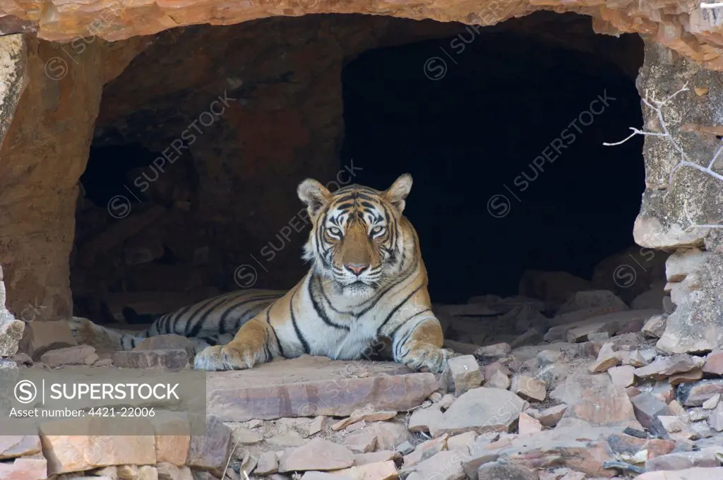 Indian Tiger (Panthera tigris) adult, resting in hermits cave, Ranthambore N.P., Rajasthan, India