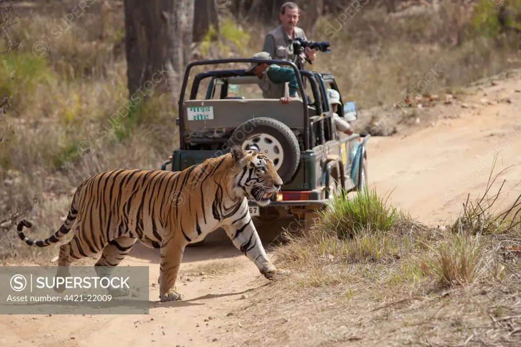 Indian Tiger (Panthera tigris) adult, walking across track near off-road vehicle with photographer, Kanha N.P., Madhya Pradesh, India