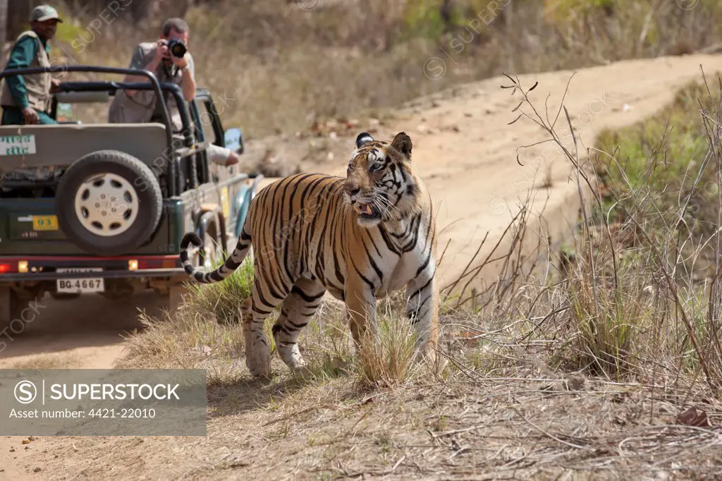 Indian Tiger (Panthera tigris) adult, walking beside track near off-road vehicle with photographer, Kanha N.P., Madhya Pradesh, India