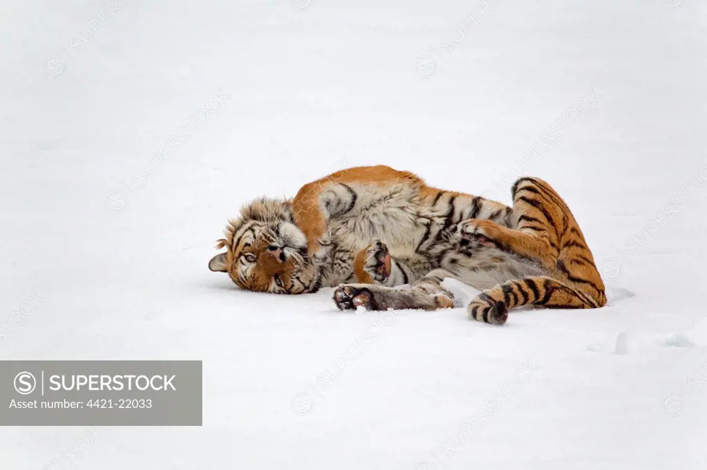 Siberian Tiger (Panthera tigris altaica) adult, rolling in snow, winter (captive)