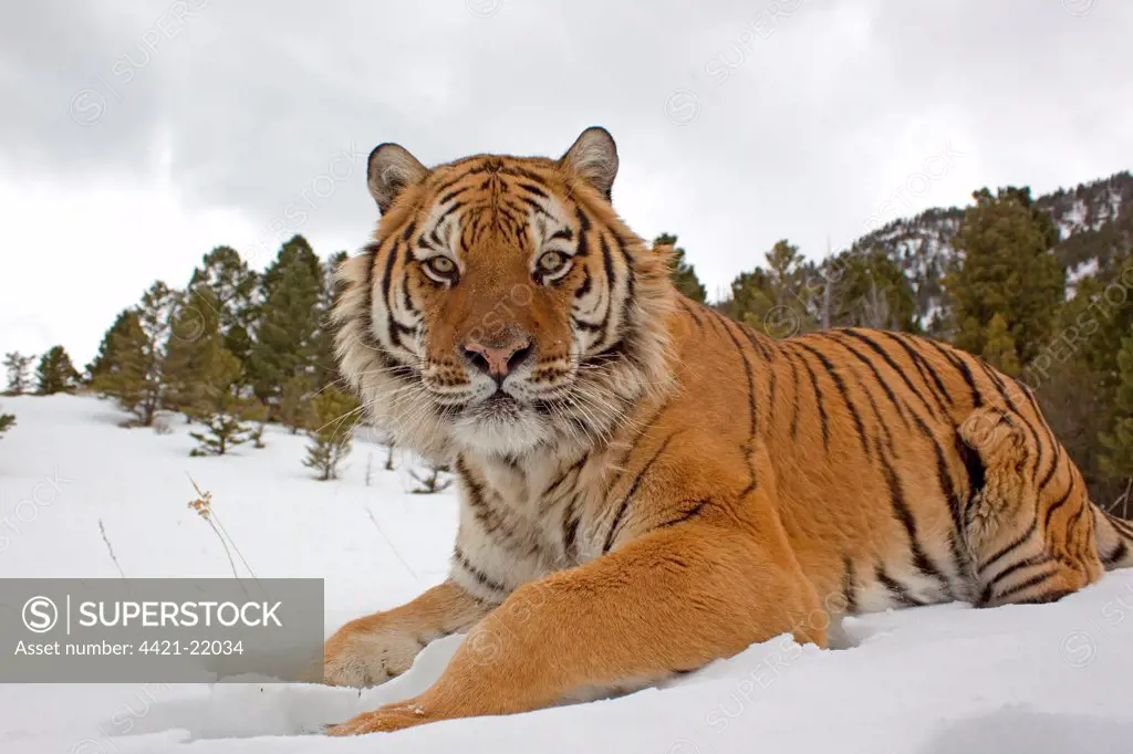 Siberian Tiger (Panthera tigris altaica) adult, resting in snow, winter (captive)