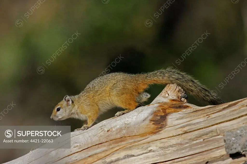 South African Tree Squirrel (Paraxerus cepapi) adult male, standing on fallen tree, Botswana