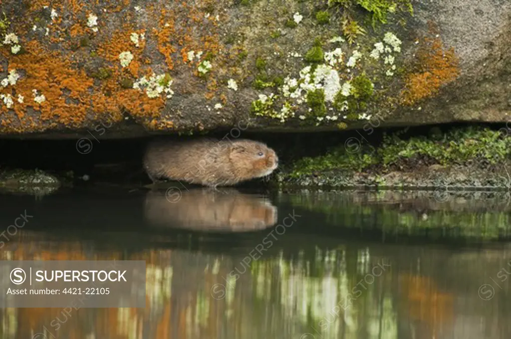 Water Vole (Arvicola terrestris) adult, standing at edge of canal, with reflection, Cromford Canal, Derbyshire, England, winter