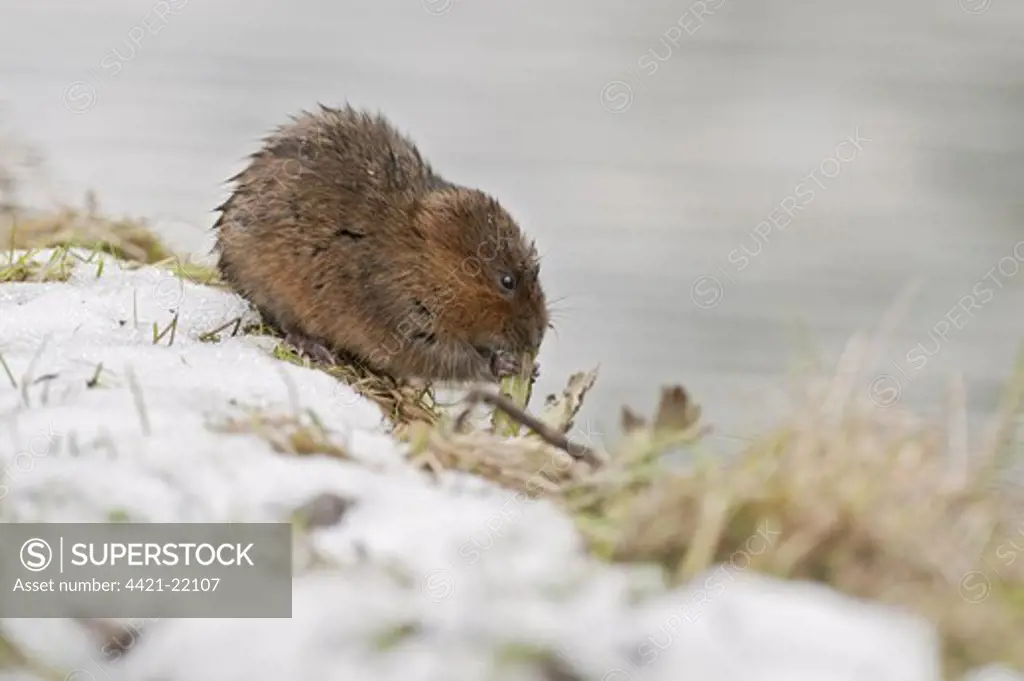 Water Vole (Arvicola terrestris) adult, feeding in snow, at edge of canal, Cromford Canal, Derbyshire, England, winter