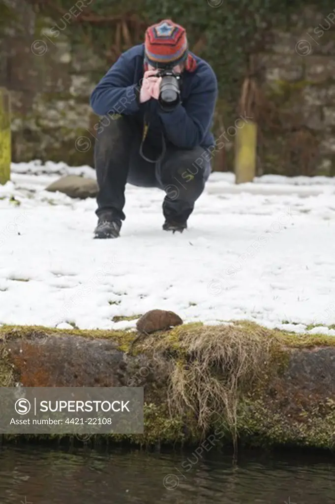 Water Vole (Arvicola terrestris) adult, in snow at edge of canal, with photographer, Cromford Canal, Derbyshire, England, winter