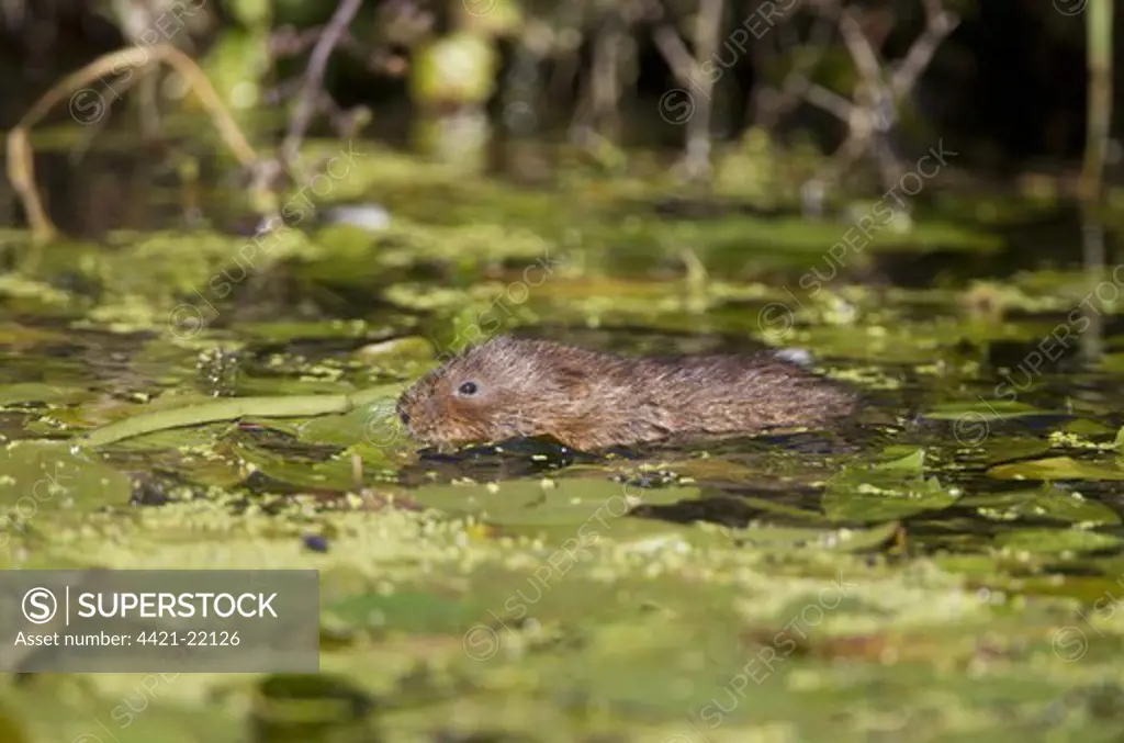 Water Vole (Arvicola terrestris) adult, swimming, Derbyshire, England, may