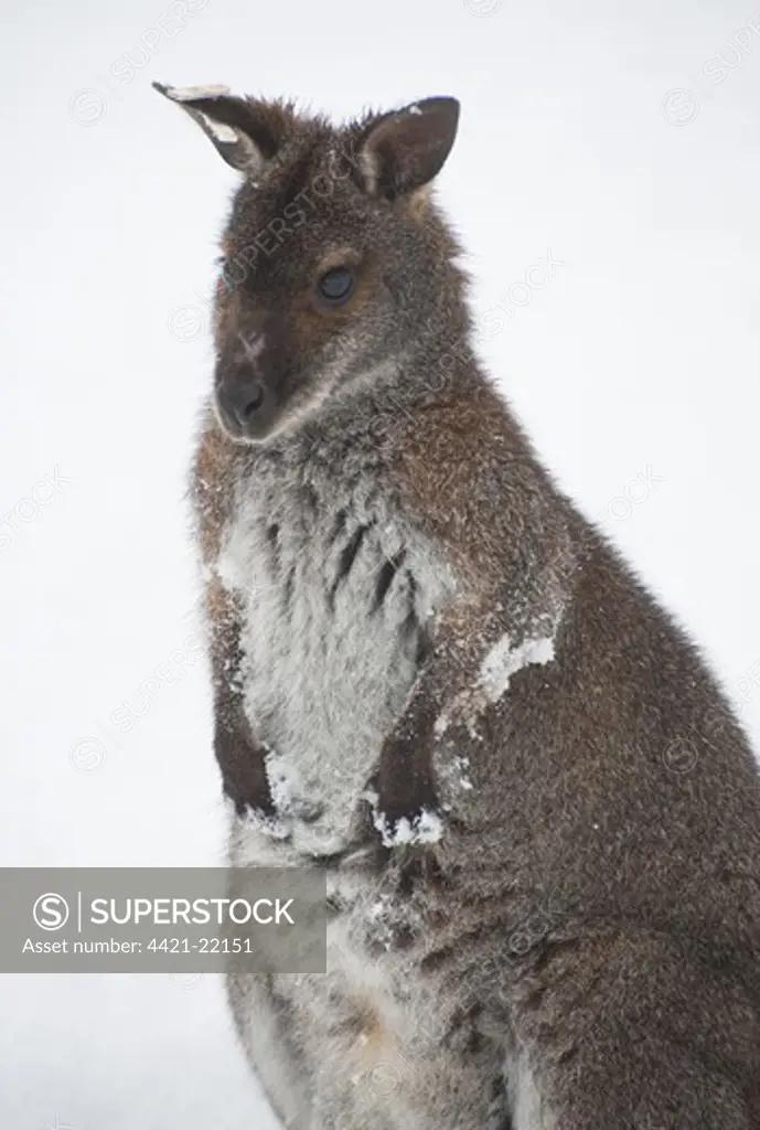 Red-necked Wallaby (Macropus rufogriseus) adult, close-up, standing on snow, Whitewell, Lancashire, England, winter, captive