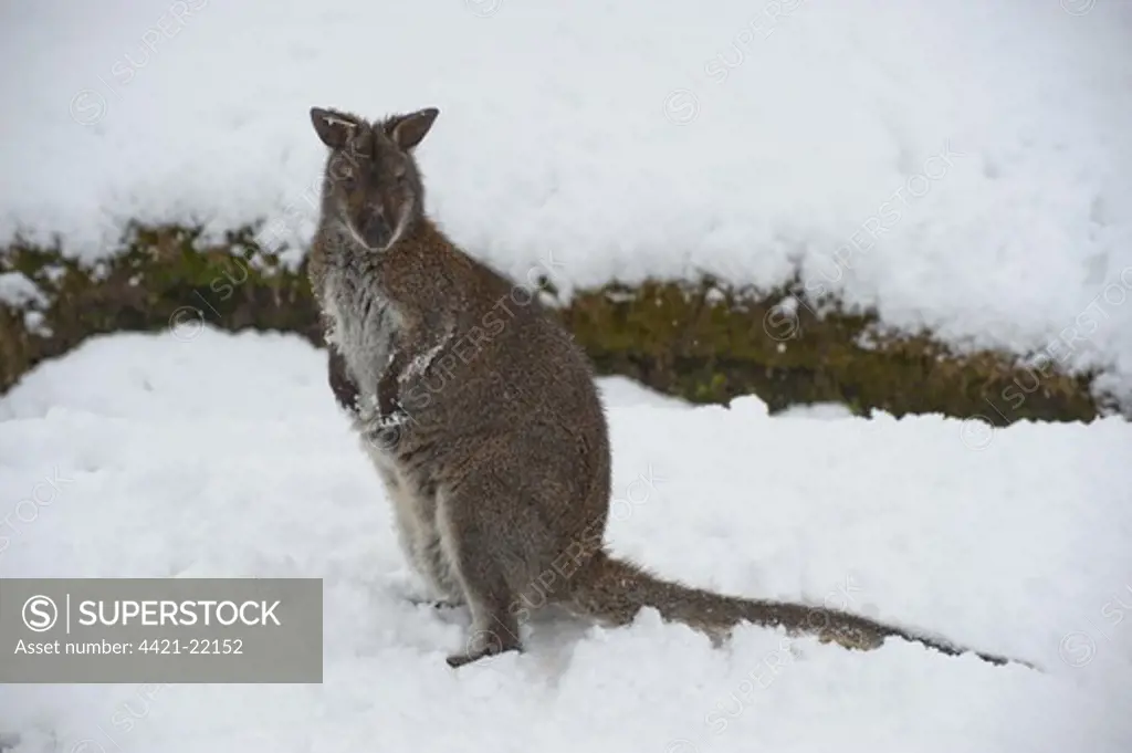 Red-necked Wallaby (Macropus rufogriseus) adult, standing on snow, Whitewell, Lancashire, England, winter, captive
