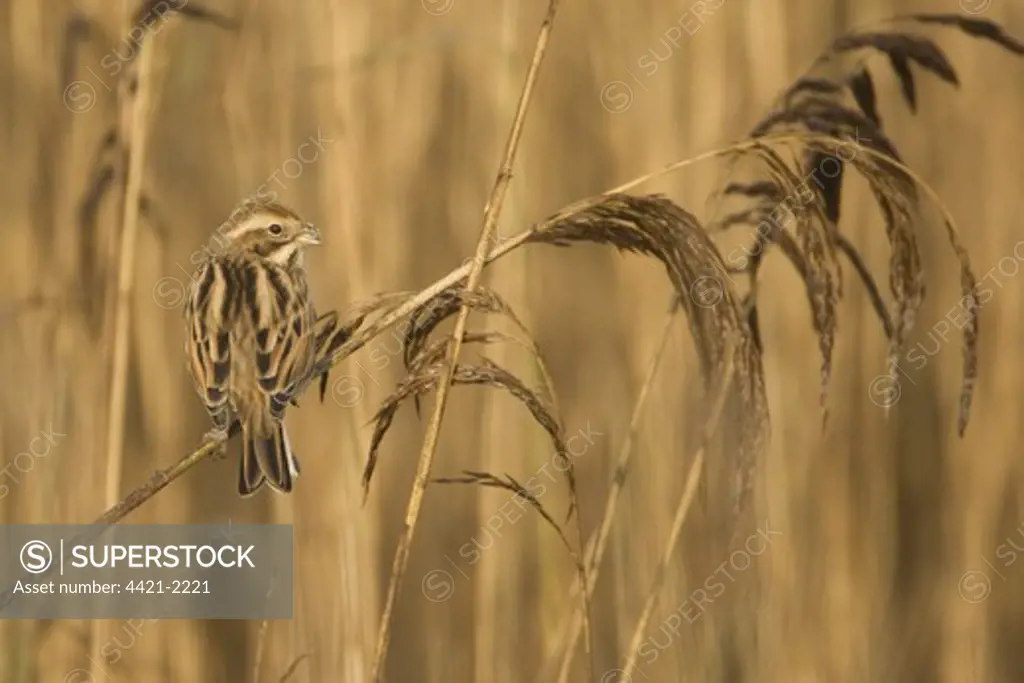Reed Bunting (Emberiza schoeniclus) adult female, perched on reed, Dingle Marshes Reserve, Suffolk, England