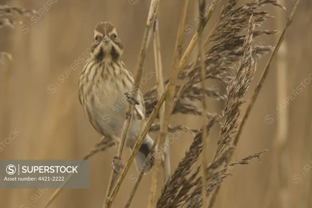 Reed Bunting (Emberiza schoeniclus) adult female, first winter male, perched on reed, Buckenham RSPB Reserve, The Broads, Norfolk, England
