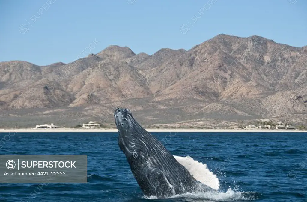 Humpback Whale (Megaptera novaeangliae) adult, breaching, Cabo Pulmo National Marine Park, Baja California Sur, Mexico, march
