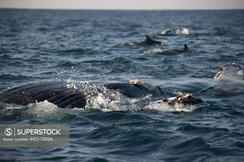 Humpback Whale (Megaptera novaeangliae) adult, swimming at surface of sea, with Long-beaked Common Dolphins (Delphinus capensis) in distance, offshore Port St. Johns, 'Wild Coast', Eastern Cape (Transkei), South Africa