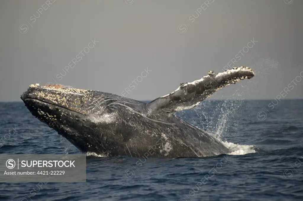 Humpback Whale (Megaptera novaeangliae) adult, breaching at surface of sea, offshore Port St. Johns, 'Wild Coast', Eastern Cape (Transkei), South Africa