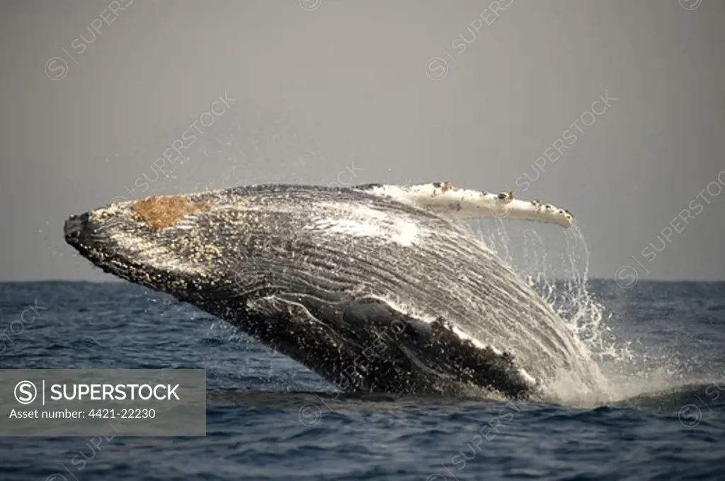 Humpback Whale (Megaptera novaeangliae) adult, breaching at surface of sea, offshore Port St. Johns, 'Wild Coast', Eastern Cape (Transkei), South Africa