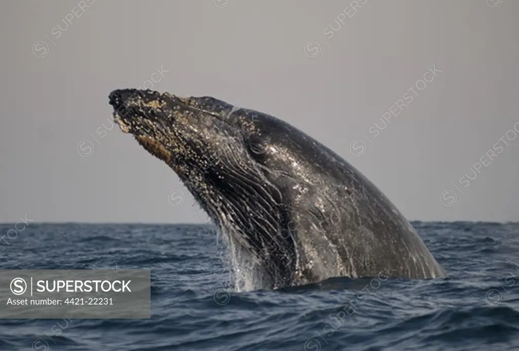 Humpback Whale (Megaptera novaeangliae) adult, breaching in unusual position at surface of sea, offshore Port St. Johns, 'Wild Coast', Eastern Cape (Transkei), South Africa