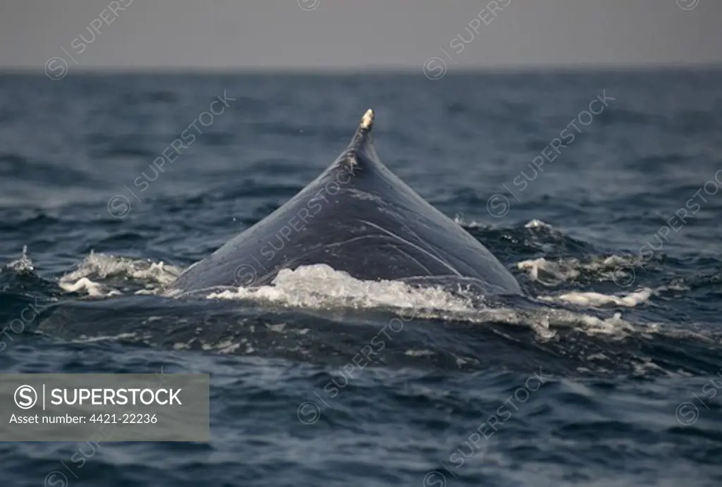 Humpback Whale (Megaptera novaeangliae) adult, dorsal fin and back with scars, swimming at surface of sea, offshore Port St. Johns, 'Wild Coast', Eastern Cape (Transkei), South Africa