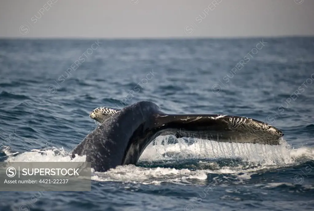 Humpback Whale (Megaptera novaeangliae) adult, tail flukes with unusual markings, at surface of sea, offshore Port St. Johns, 'Wild Coast', Eastern Cape (Transkei), South Africa