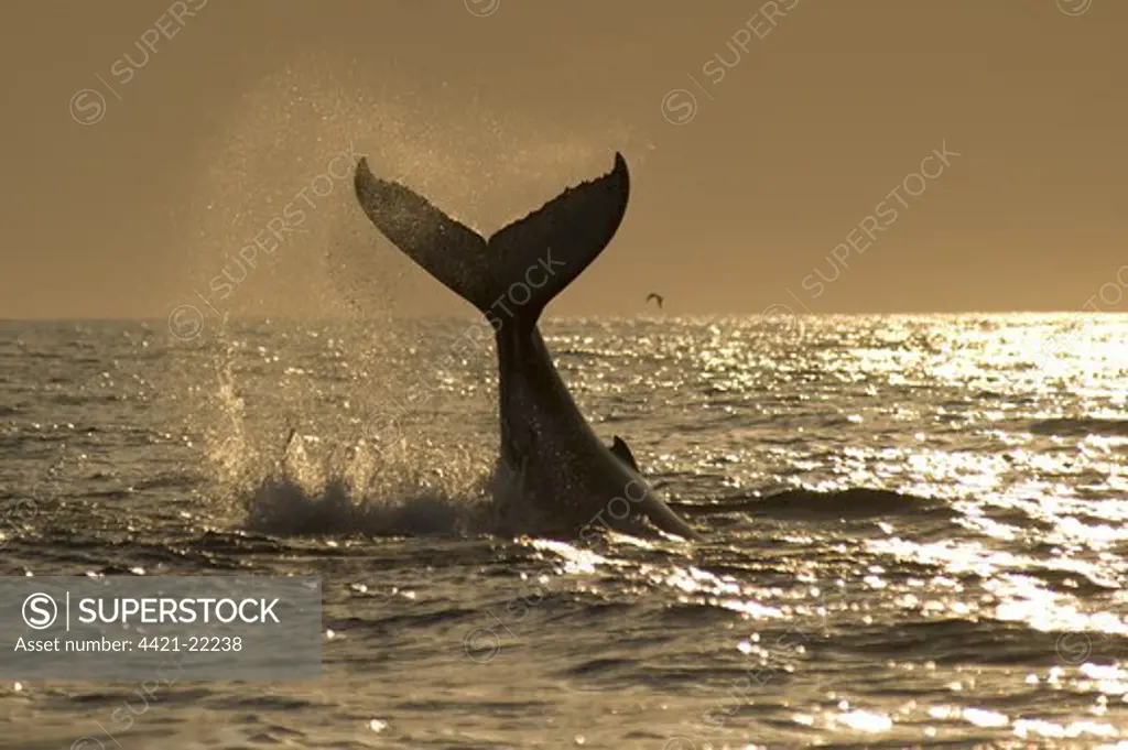 Humpback Whale (Megaptera novaeangliae) adult, splashing with raised tail flukes at surface of sea, at sunrise, offshore Port St. Johns, 'Wild Coast', Eastern Cape (Transkei), South Africa