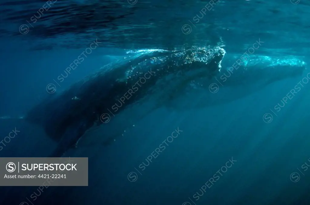 Humpback Whale (Megaptera novaeangliae) two adults, swimming underwater near surface, offshore Port St. Johns, 'Wild Coast', Eastern Cape (Transkei), South Africa