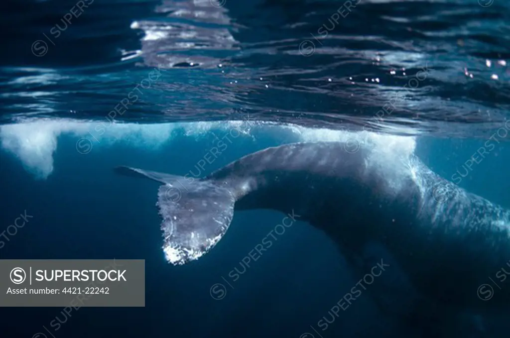 Humpback Whale (Megaptera novaeangliae) adult, tail flukes, swimming underwater near surface, offshore Port St. Johns, 'Wild Coast', Eastern Cape (Transkei), South Africa
