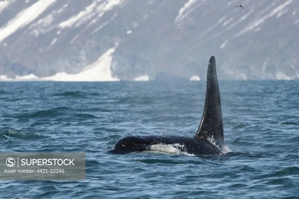 Killer Whale (Orcinus orca) adult, swimming at surface of sea, Kamchatka Peninsula, Kamchatka Krai, Russian Far East, Russia, june