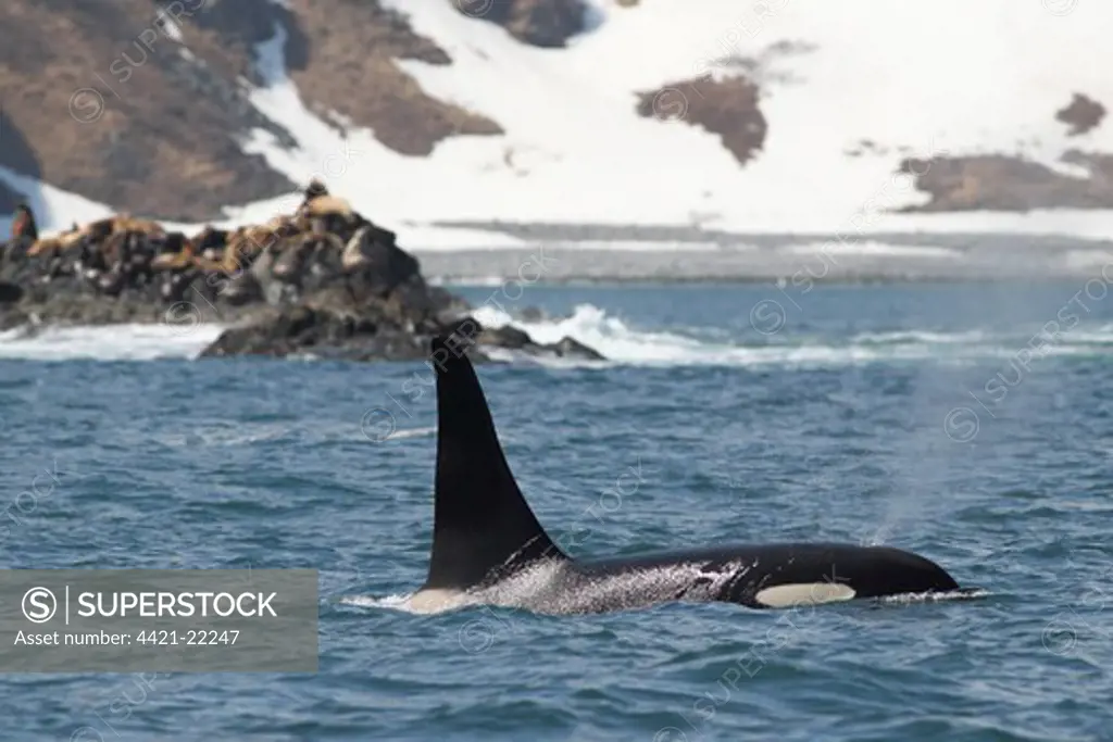 Killer Whale (Orcinus orca) adult, spouting at surface of sea, with Steller's Sealion (Eumetopias jubatus) colony on rocks at haul out in background, Kamchatka Peninsula, Kamchatka Krai, Russian Far East, Russia, june