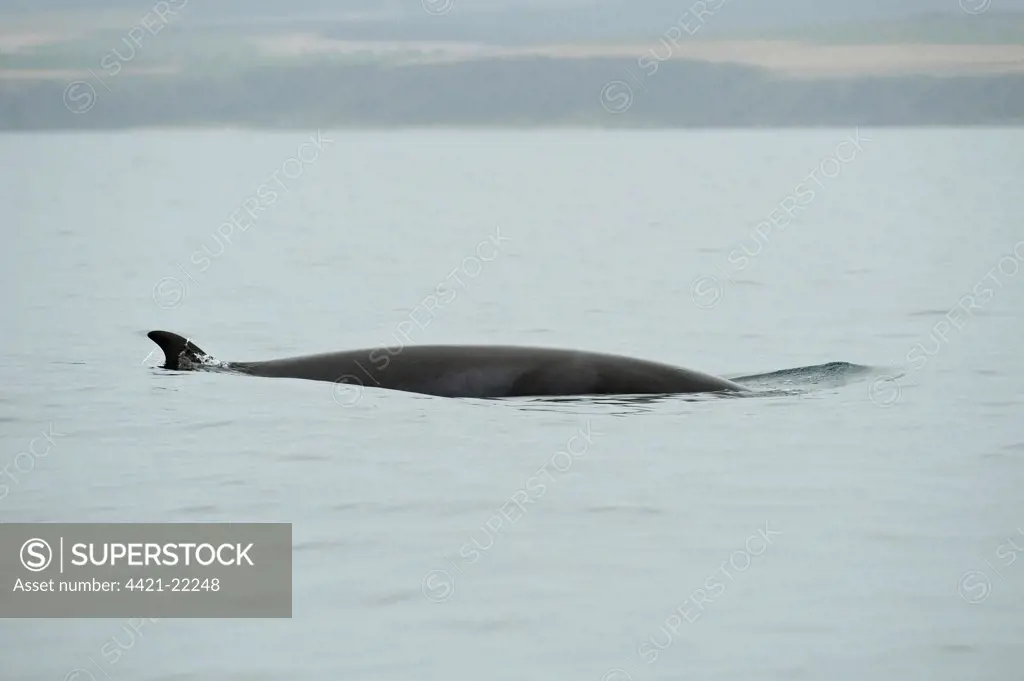 Northern Minke Whale (Balaenoptera acutorostrata) adult, surfacing, Moray Firth, Scotland