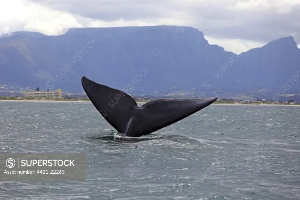 Southern Right Whale (Eubalaena australis) adult, with tail flukes raised at surface, Simon's Town, Western Cape, South Africa