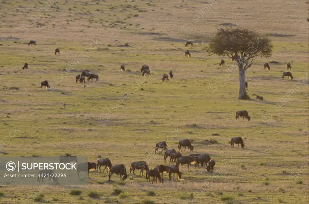 Blue Wildebeest (Connochaetus taurinus) herd, grazing, backlit in grassland habitat, Masai Mara, Kenya