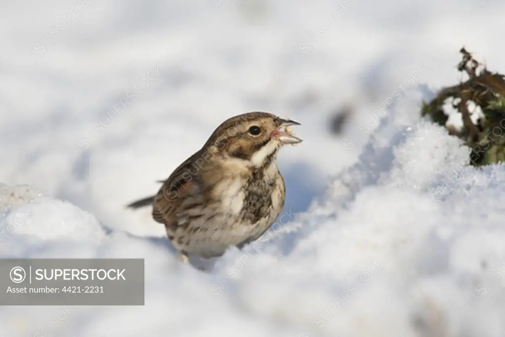 Reed Bunting (Emberiza schoeniclus) adult female, feeding on snow covered ground, England, winter