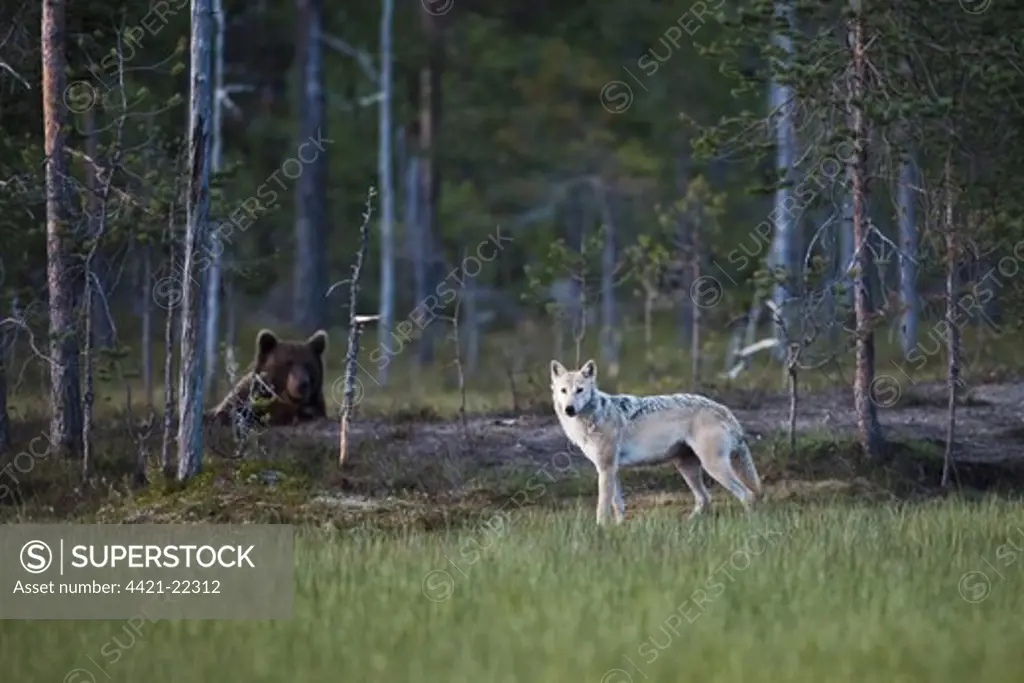 European Wolf (Canis lupus lupus) and European Brown Bear (Ursus arctos arctos) adults, in coniferous forest habitat at dusk, Finland, july
