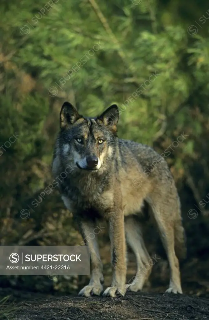 Iberian Wolf (Canis lupus signatus) adult male, winter coat, standing, Iberian Wolf Recovery Centre, Portugal