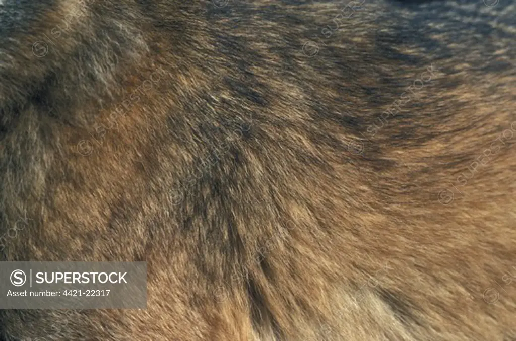 Iberian Wolf (Canis lupus signatus) adult, close-up of winter coat, Iberian Wolf Recovery Centre, Portugal