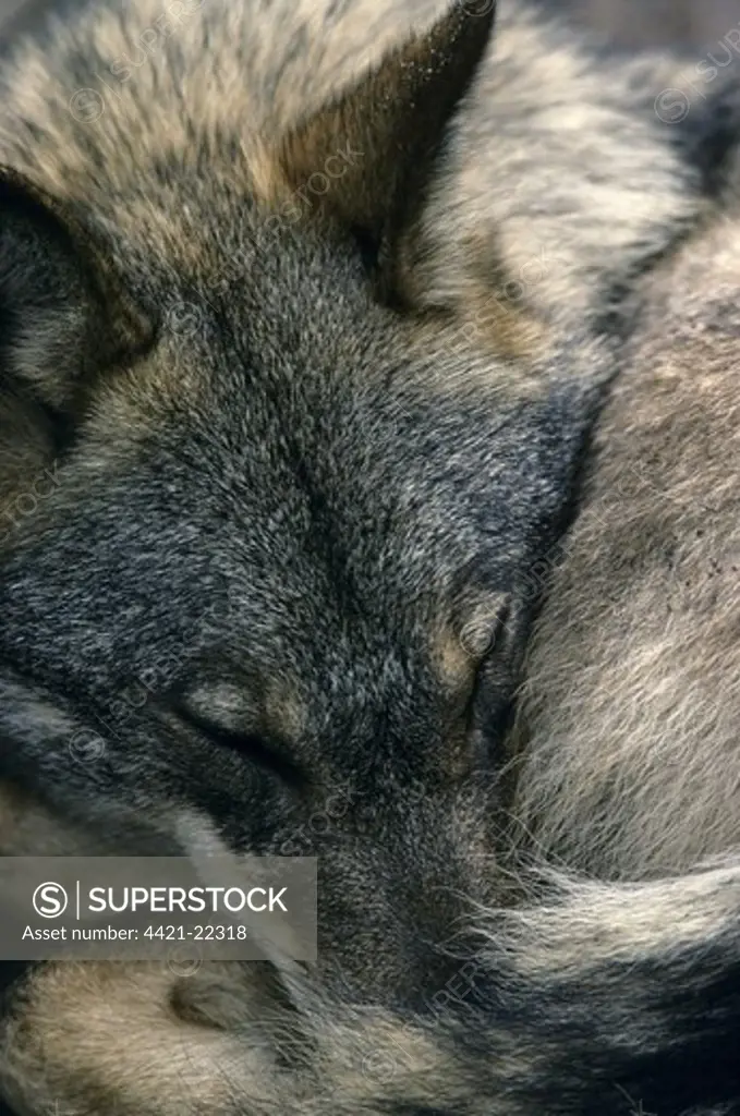 Iberian Wolf (Canis lupus signatus) adult female, close-up of head, sleeping, Iberian Wolf Recovery Centre, Portugal