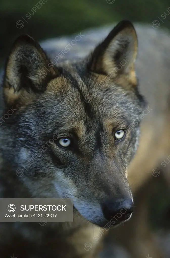 Iberian Wolf (Canis lupus signatus) adult male, winter coat, close-up of head, Iberian Wolf Recovery Centre, Portugal