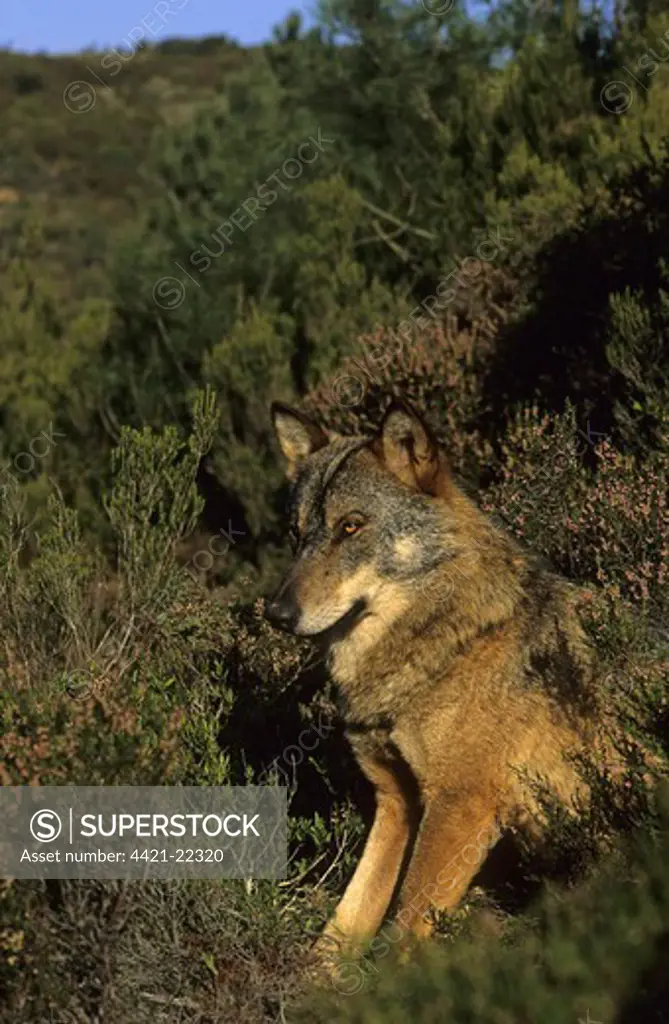 Iberian Wolf (Canis lupus signatus) adult male, winter coat, sitting amongst vegetation, Iberian Wolf Recovery Centre, Portugal