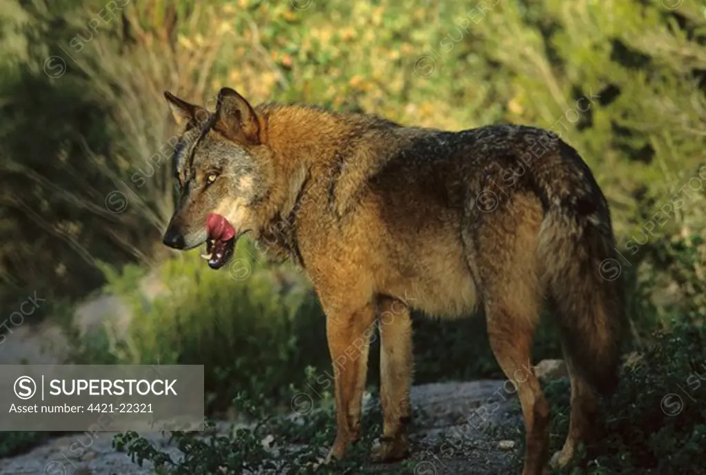 Iberian Wolf (Canis lupus signatus) adult male, winter coat, tongue licking mouth, Iberian Wolf Recovery Centre, Portugal