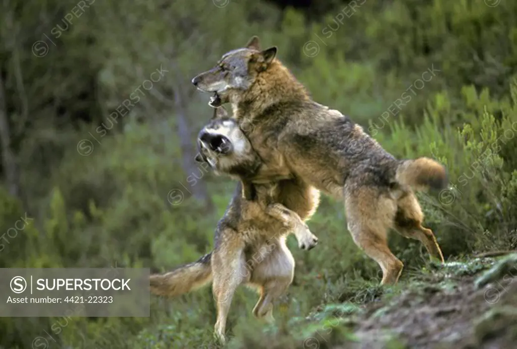 Iberian Wolf (Canis lupus signatus) two adult males, fighting, captive