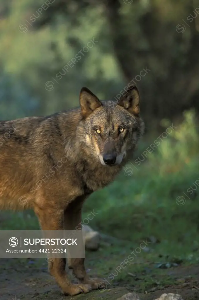 Iberian Wolf (Canis lupus signatus) adult male, winter coat, Iberian Wolf Recovery Centre, Portugal