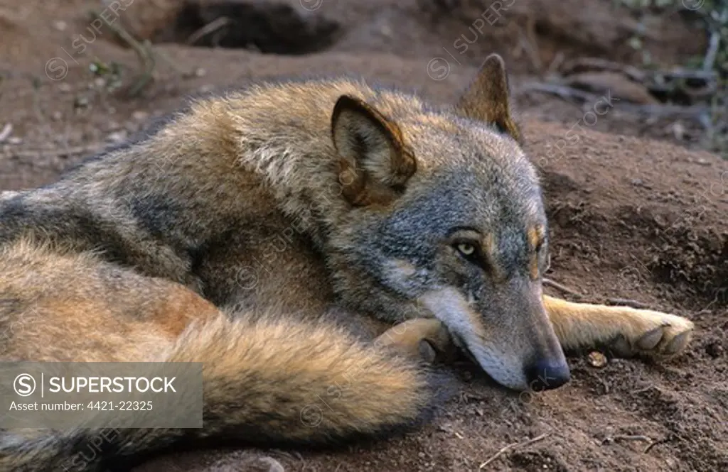 Iberian Wolf (Canis lupus signatus) adult female, winter coat, resting on soil beside den, Iberian Wolf Recovery Centre, Portugal