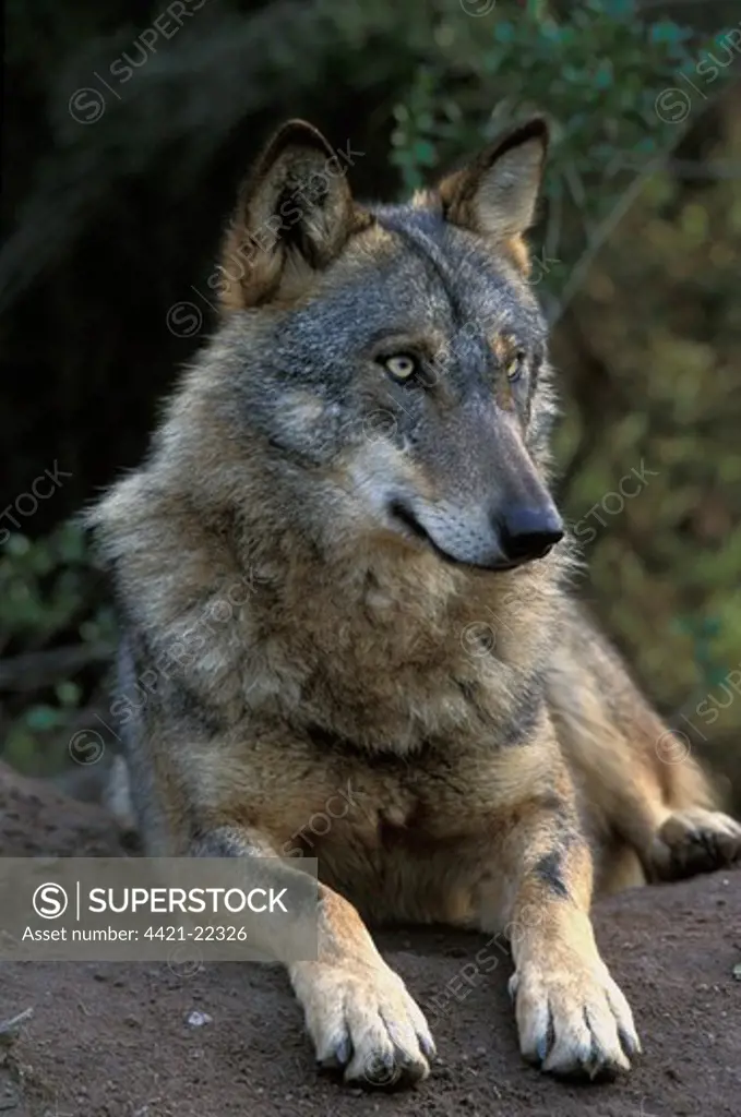Iberian Wolf (Canis lupus signatus) adult female, winter coat, resting at den, Iberian Wolf Recovery Centre, Portugal