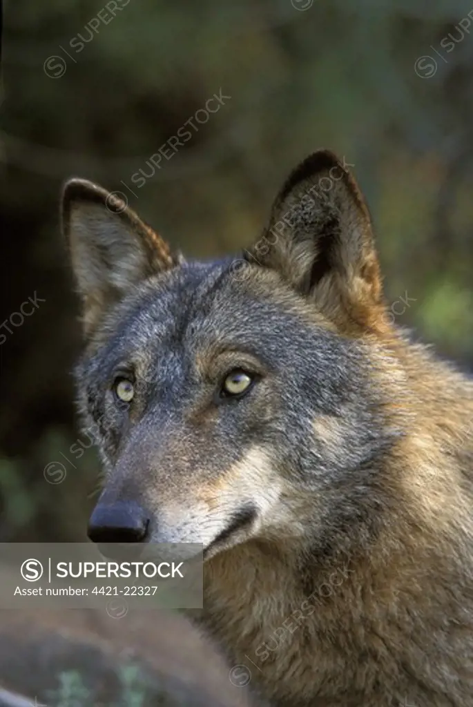 Iberian Wolf (Canis lupus signatus) adult female, close-up of head, Iberian Wolf Recovery Centre, Portugal