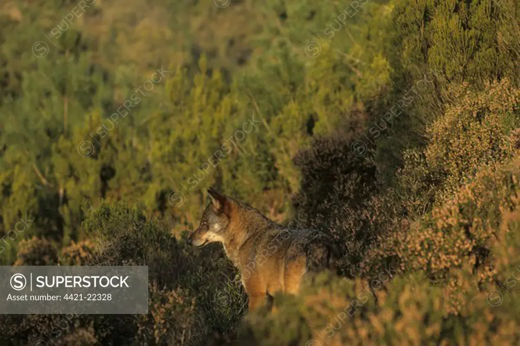 Iberian Wolf (Canis lupus signatus) adult female, standing amongst vegetation on hillside, Iberian Wolf Recovery Centre, Portugal