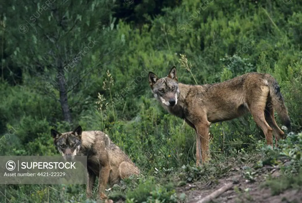 Iberian Wolf (Canis lupus signatus) two adults, standing on wooded hillside, Iberian Wolf Recovery Centre, Portugal