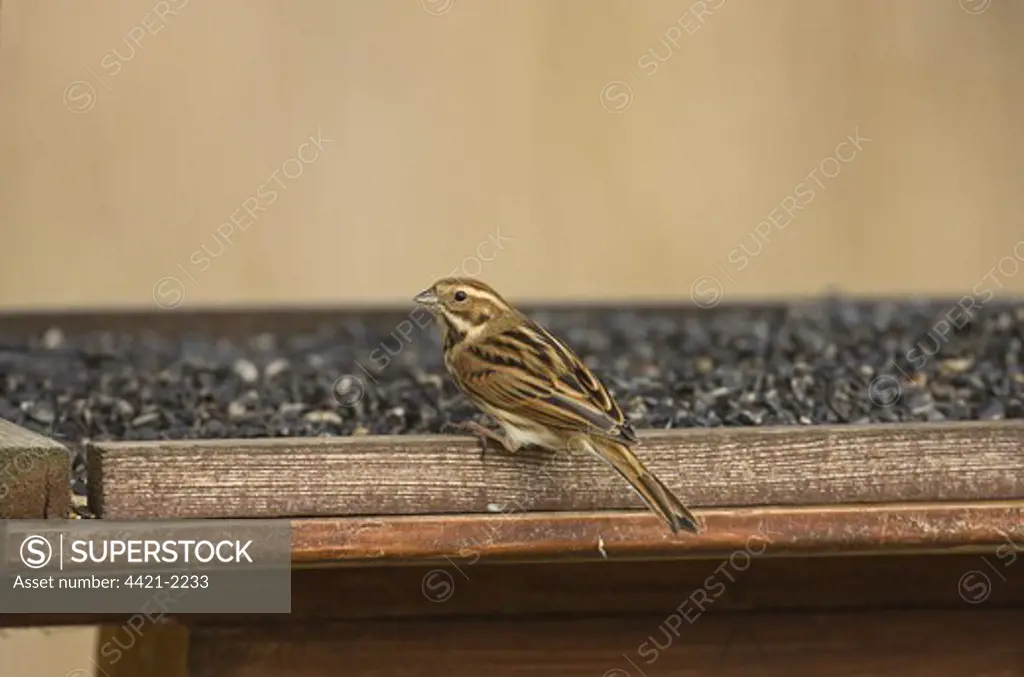 Reed Bunting (Emberiza schoeniclus) adult female, feeding at birdtable, Sculthorpe Moor Nature Reserve, Wensum Valley, Norfolk, England, winter