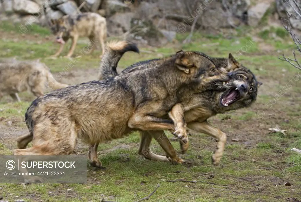 Iberian Wolf (Canis lupus signatus) two adults, fighting, dominance interaction, on private reserve, Spain (captive)
