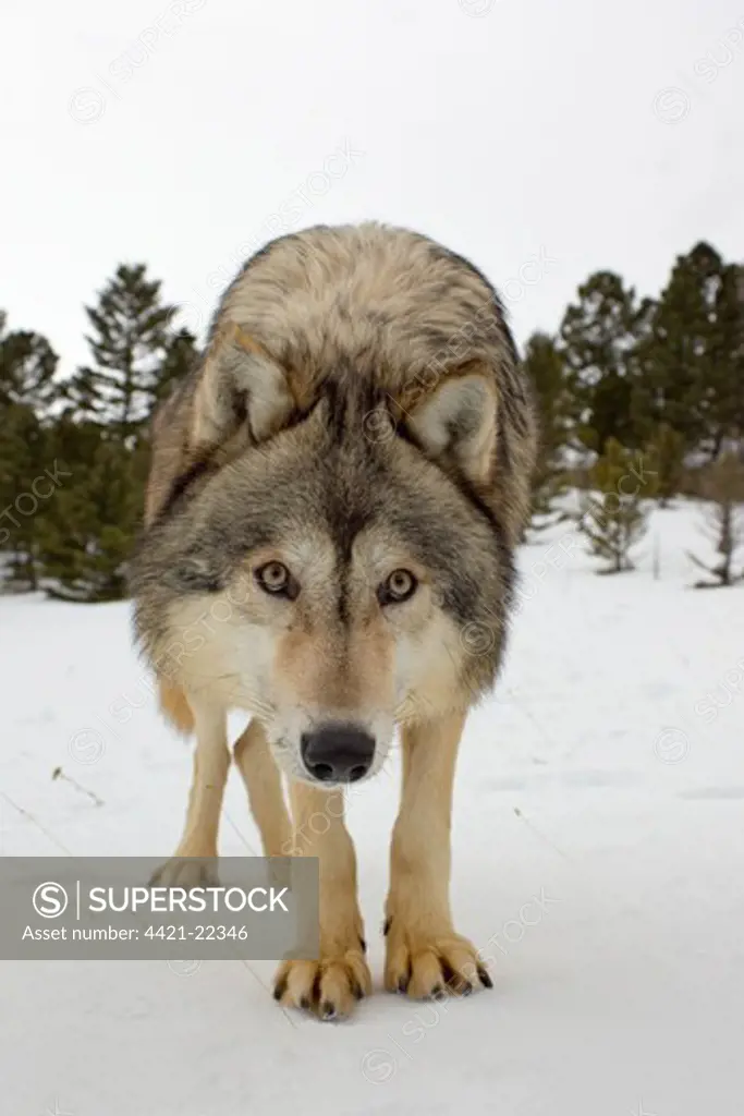Grey Wolf (Canis lupus) adult, standing in snow, Montana, U.S.A., january (captive)